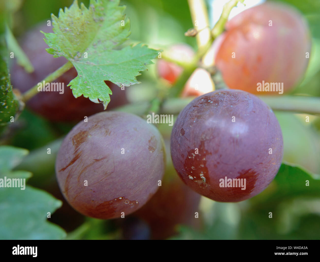 Grapes hanging on a vine. Ripening of grapes Stock Photo Alamy
