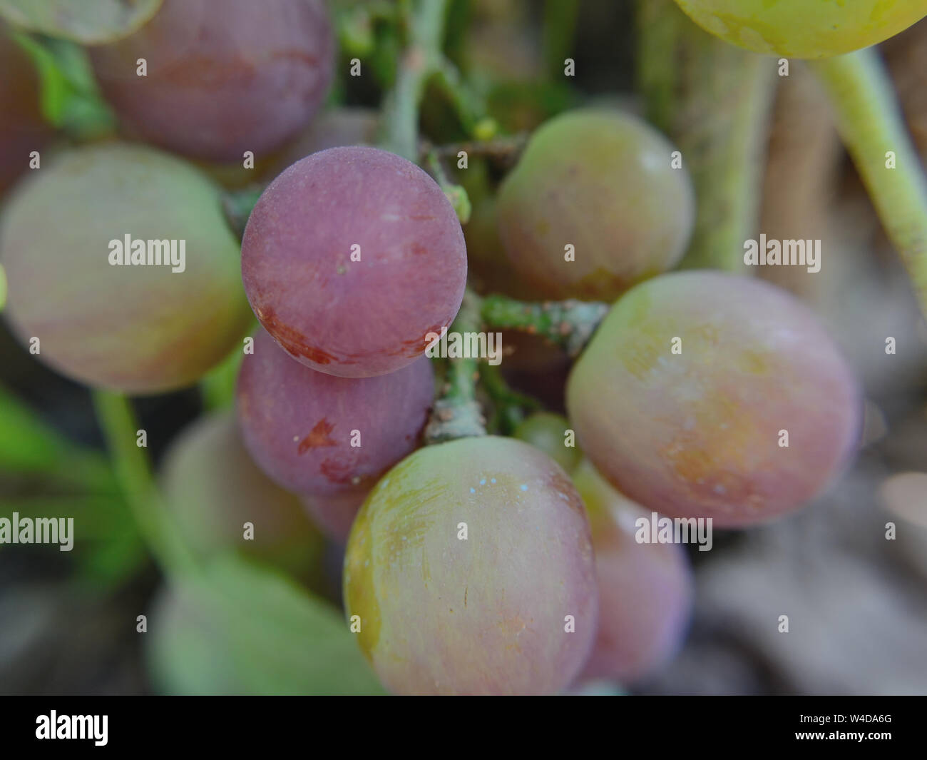 Grapes hanging on a vine. Ripening of grapes Stock Photo Alamy