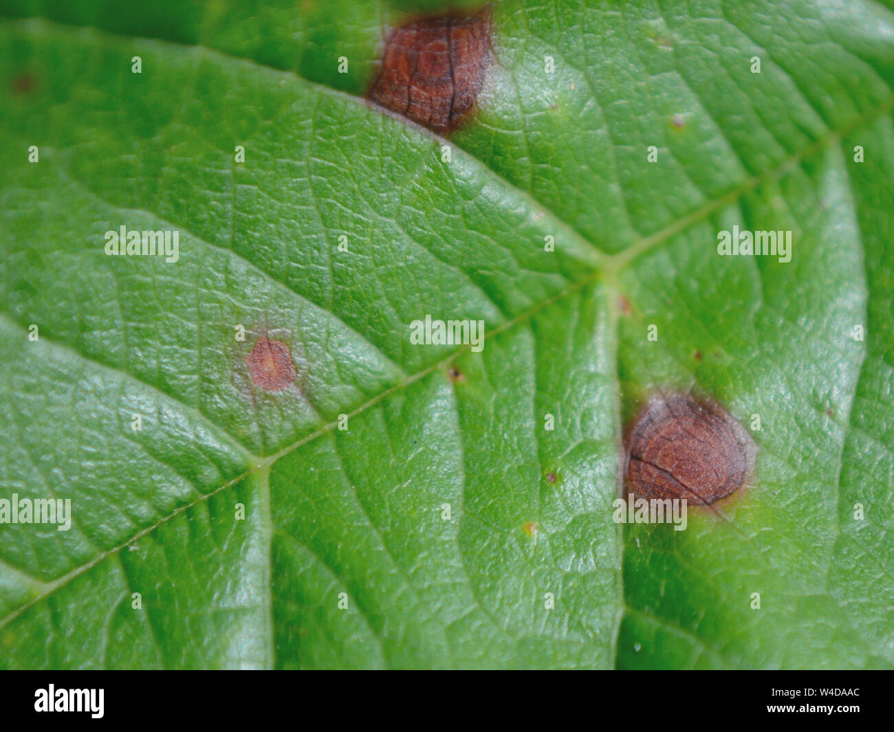 Close up on cherry leaf spot. Stock Photo