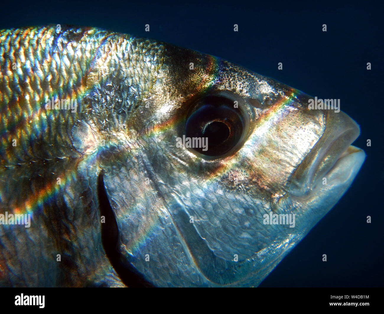 particular close-up of head and eye of sargo or white seabream diplodus sargus sargus Stock Photo