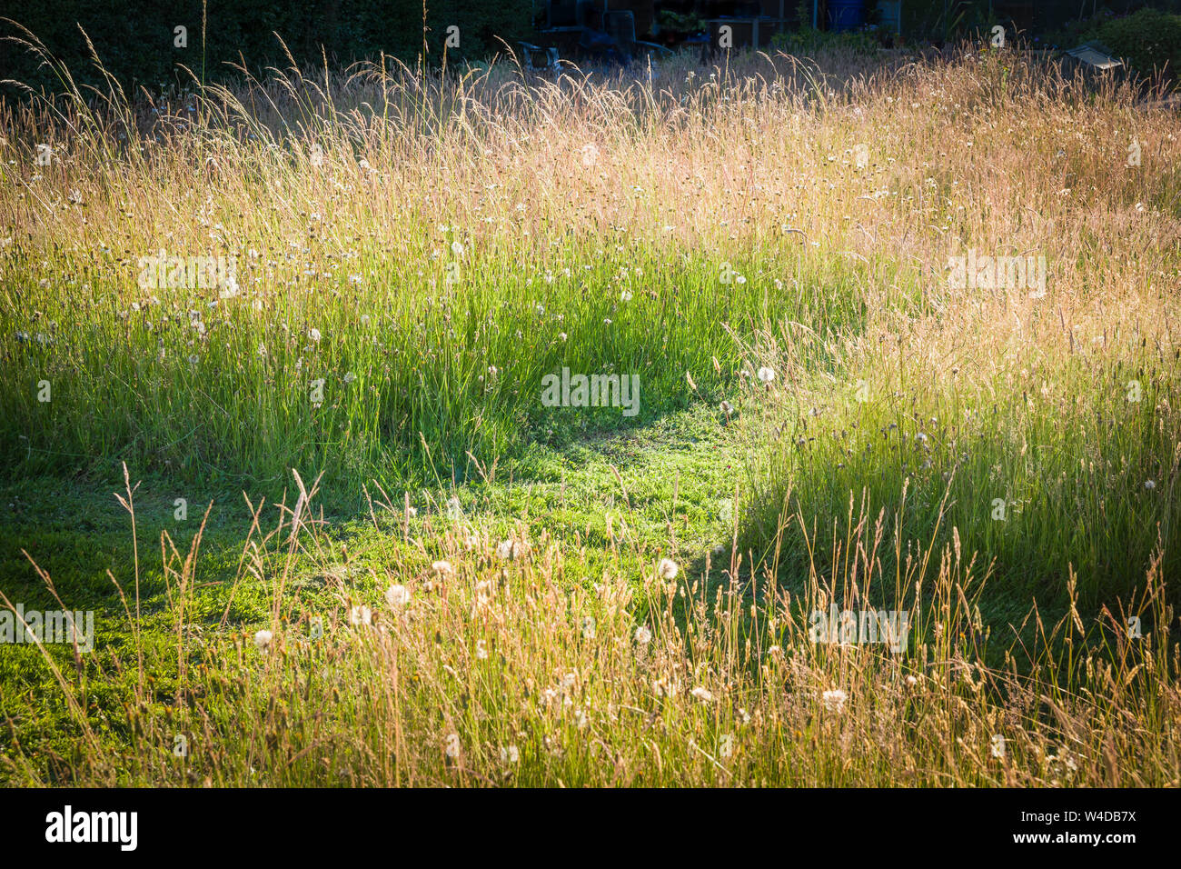 A lawn grass allowed to grow long during summer to provide wildlife habitat and green path access in an English garden in July Stock Photo