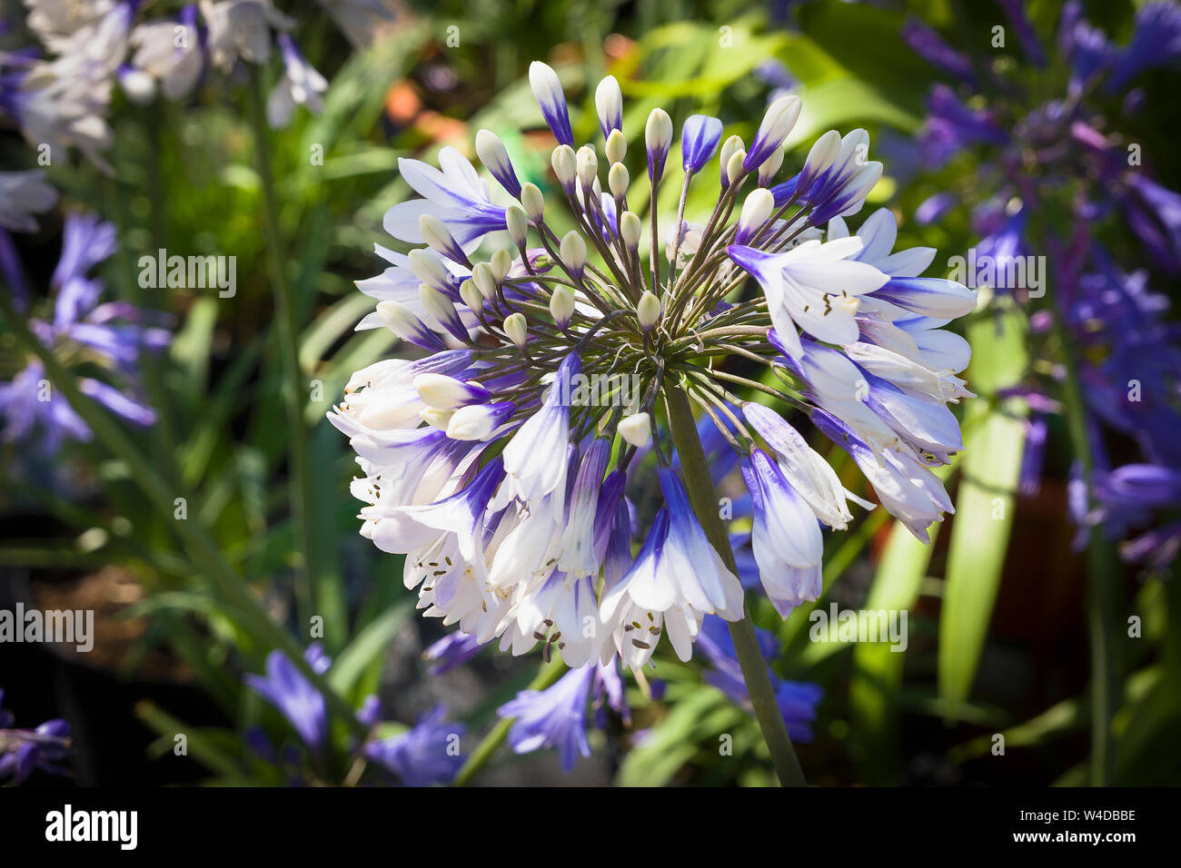 Agapanthus Africanus Twister in full flower and for sale in July in a Wiltshire garden centre Stock Photo