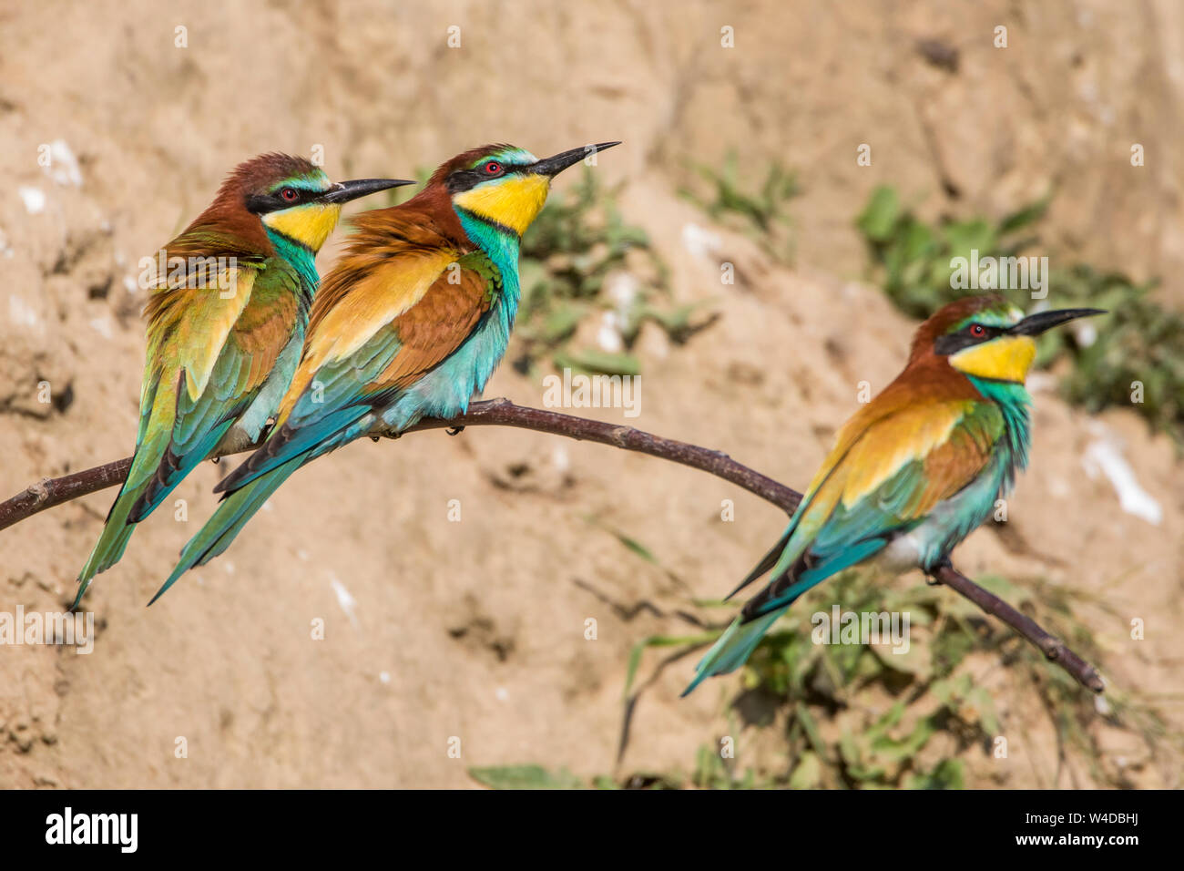 eurpean bee-eater, Bienenfresser (Merops apiaster) Stock Photo