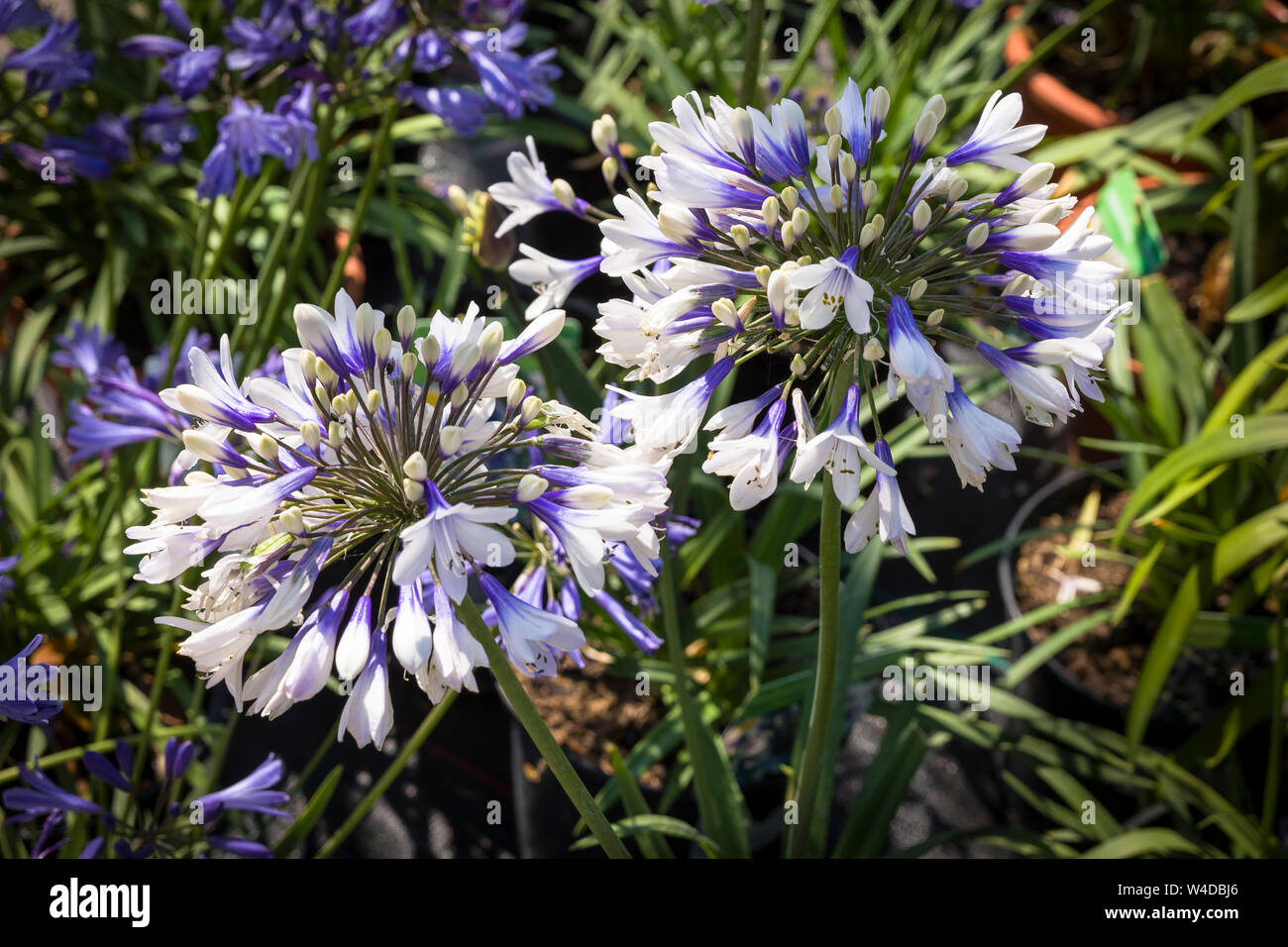 Agapanthus Africanus Twister in full flowerin and for sale in July in a Wiltshire garden centre Stock Photo