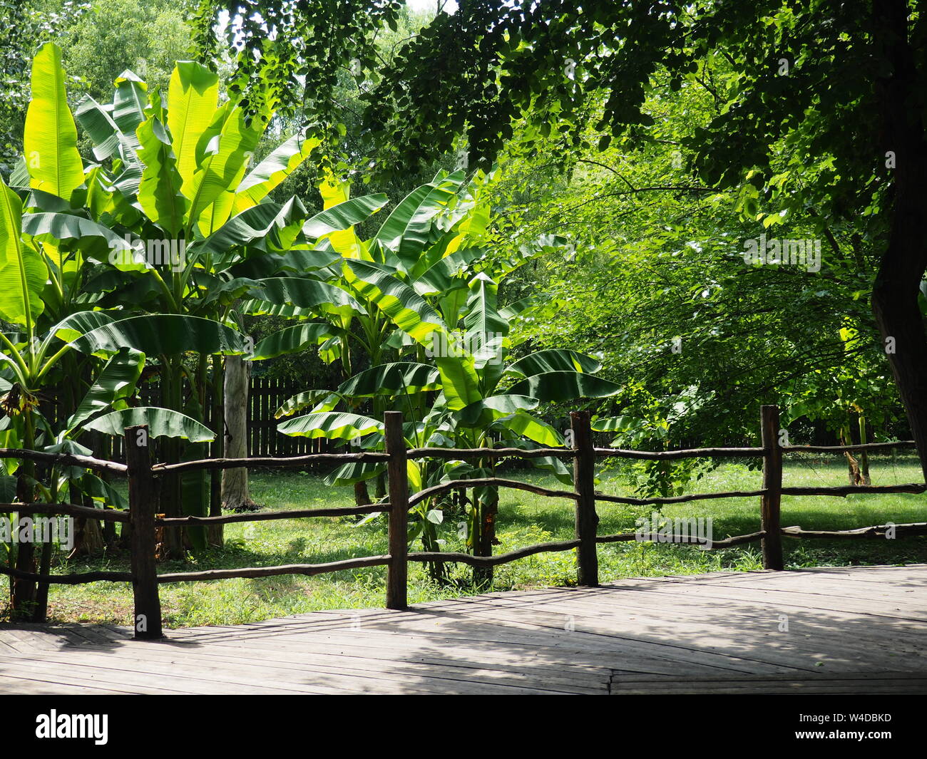 Tropical fruit trees natural hi-res stock photography and images - Alamy