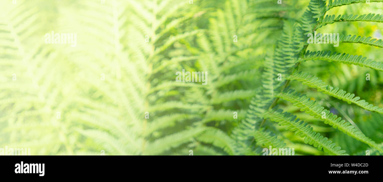 Fern leaves back lit hi-res stock photography and images - Alamy
