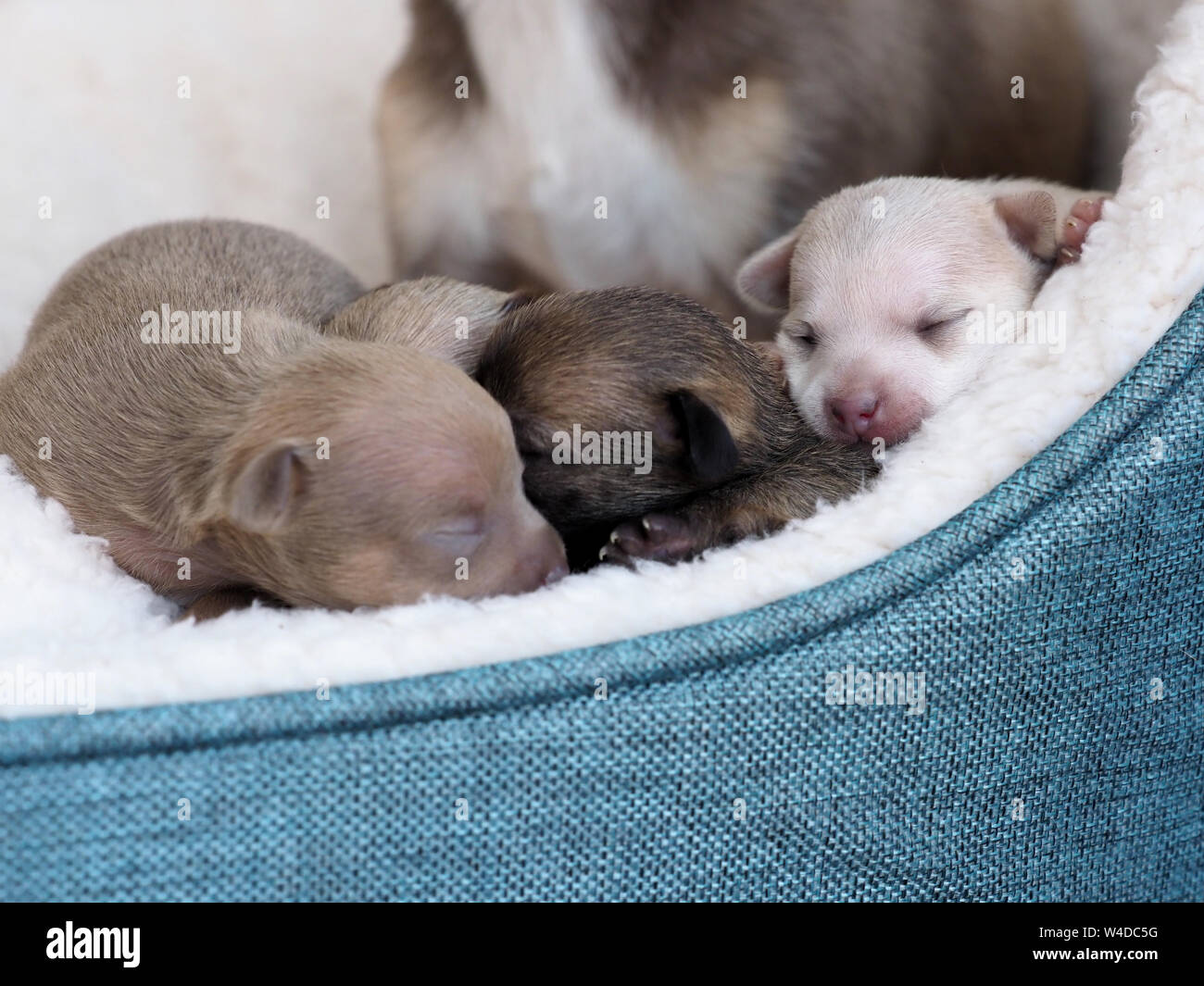 next dog bed