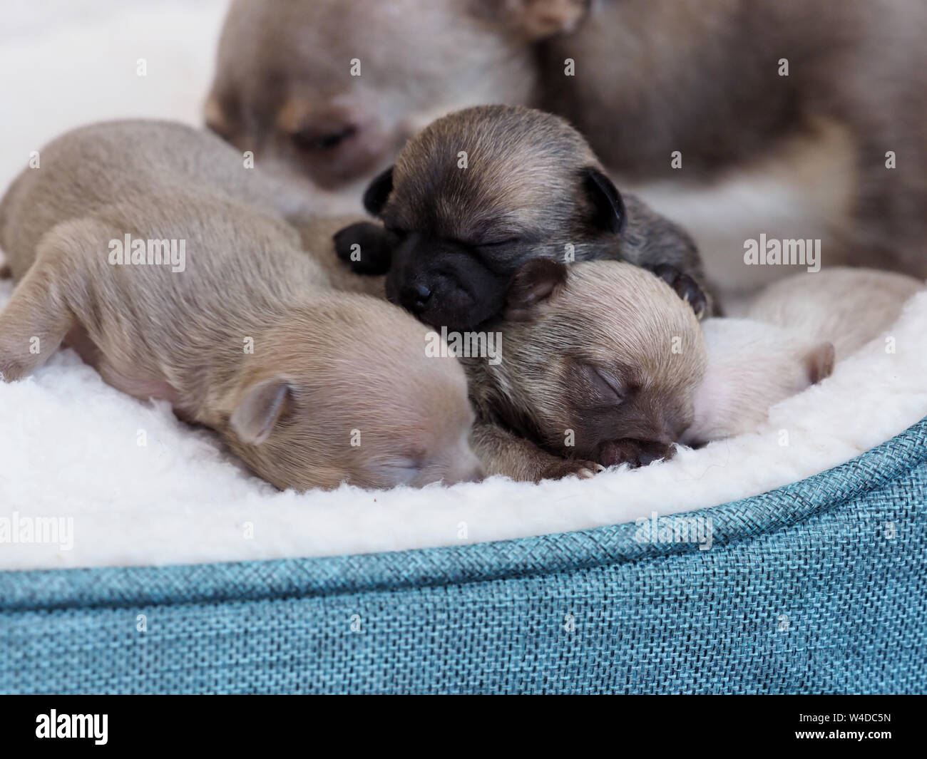 next dog bed