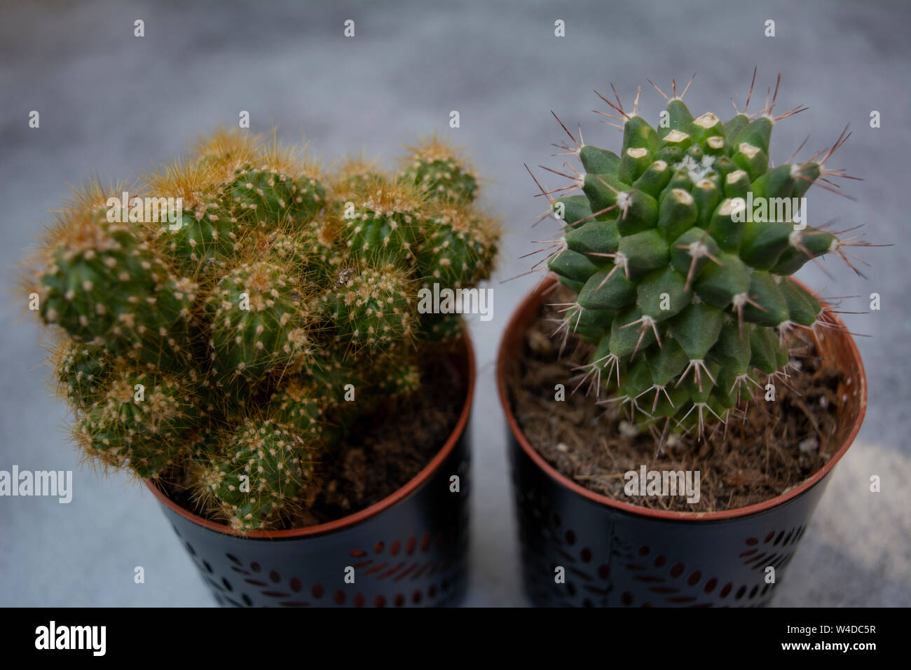 Two cacti placed next to each other on a grey background indoors Stock