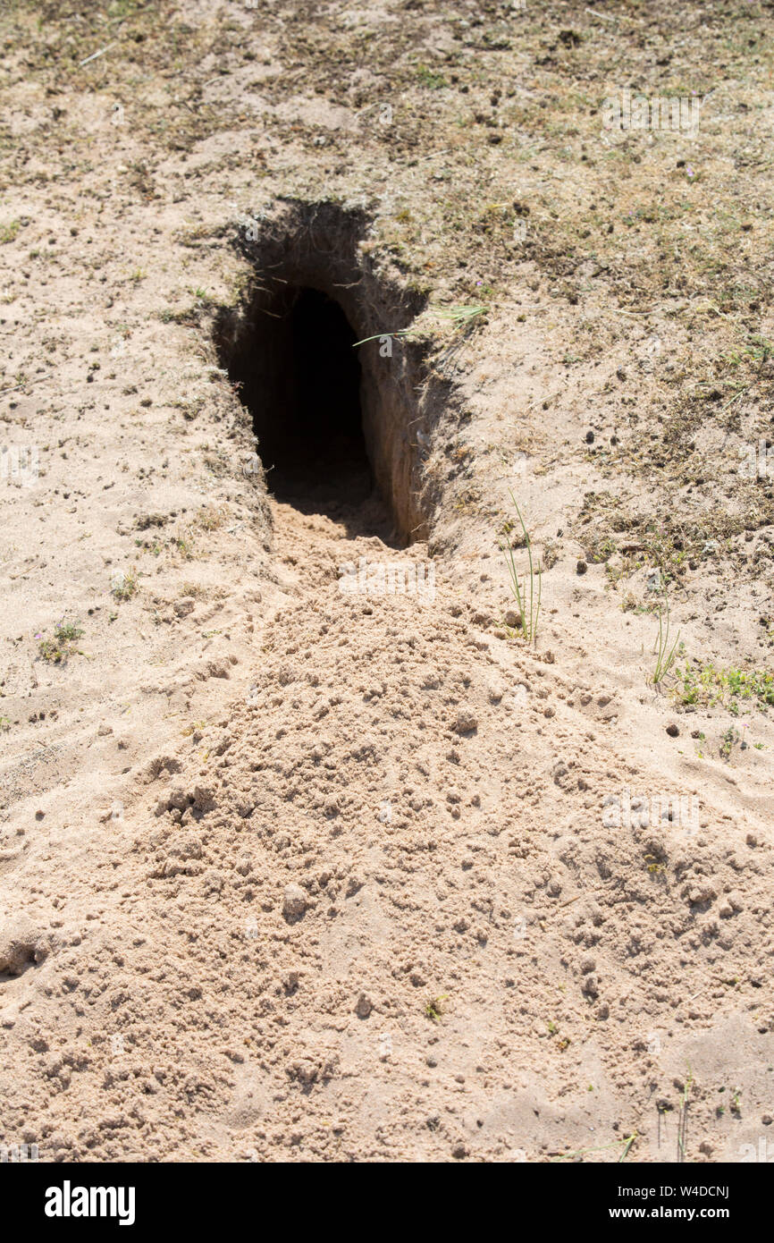 Rabbit Burrow Uk Stock Photos & Rabbit Burrow Uk Stock Images Alamy