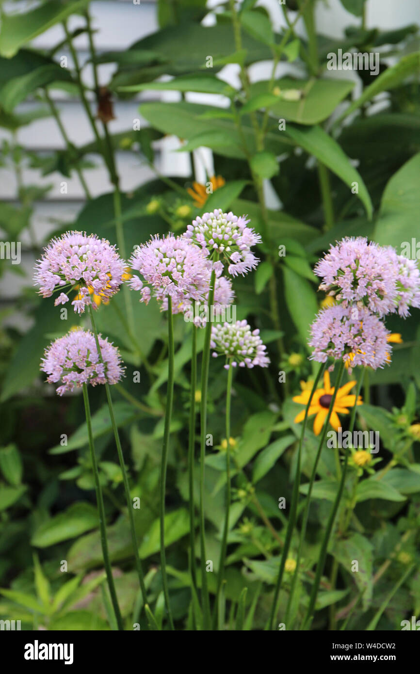 Pink Moon Allium, Black Eyed Susans and Milkweed growing in a garden in Wisconsin, USA Stock Photo