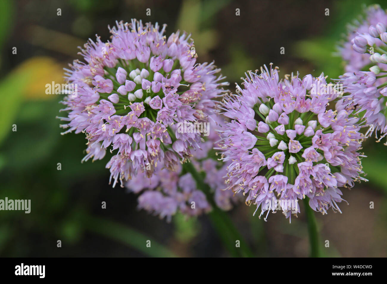 Close up of Pink Moon Allium flowers  with an ant crawling on the flowers using soft focus and a blurred background Stock Photo