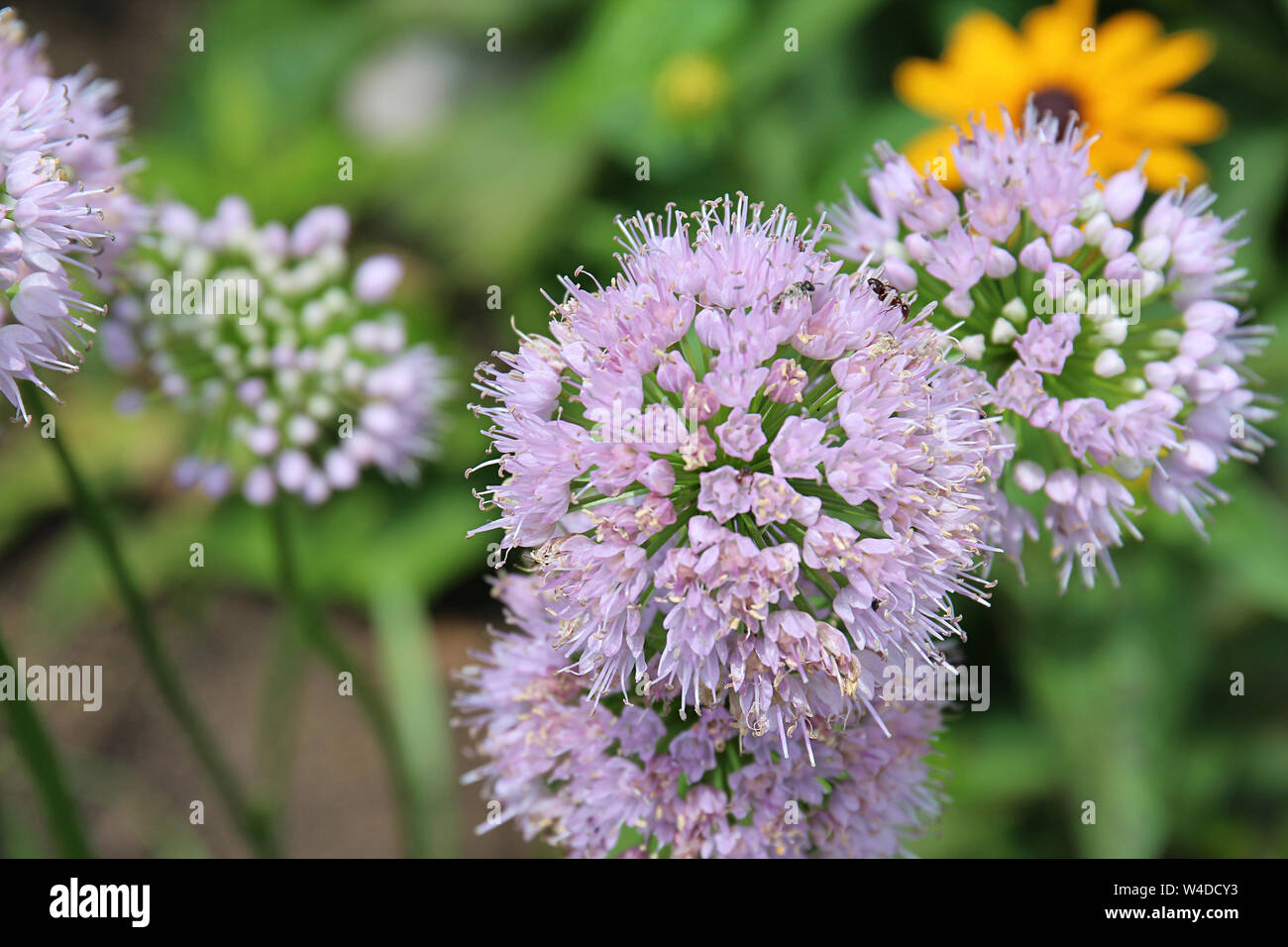 Close up of Pink Moon Allium flowers with ants crawling on the flowers using soft focus and a blurred background Stock Photo