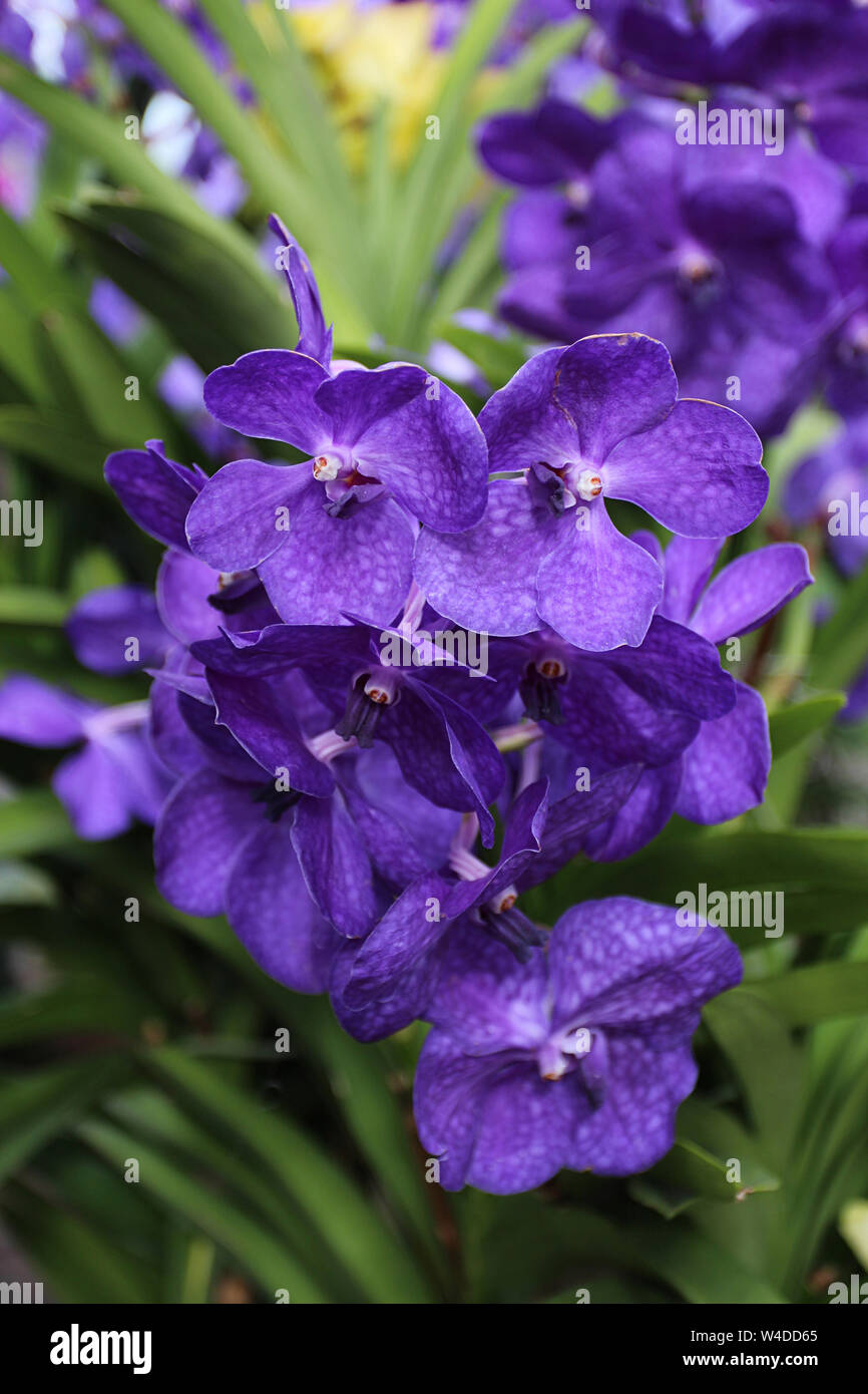 Close up of a cluster of purple Vanda coerulea orchids with a blurred background Stock Photo
