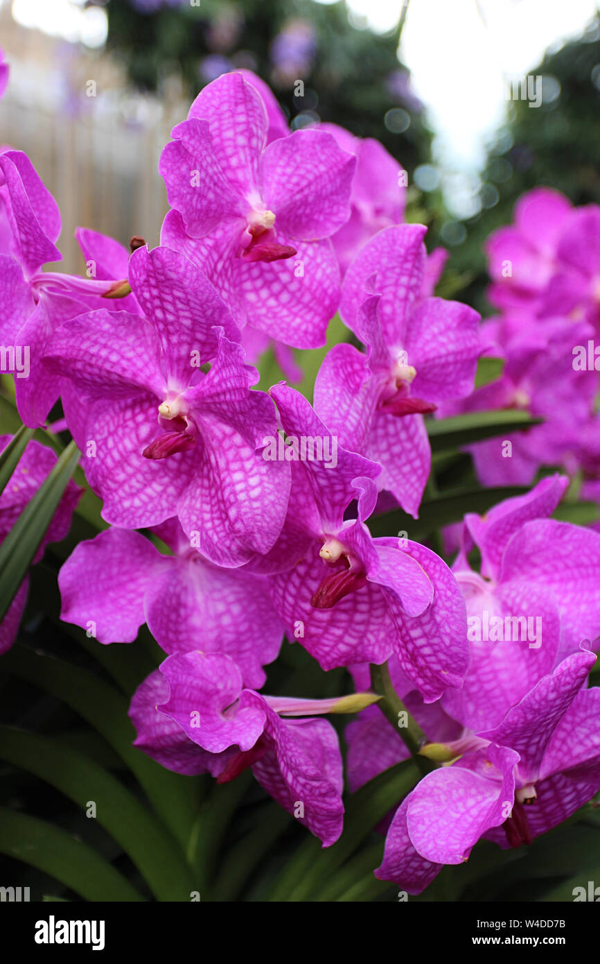 Close up of a cluster of pink Vanda orchids with a blurred background Stock Photo