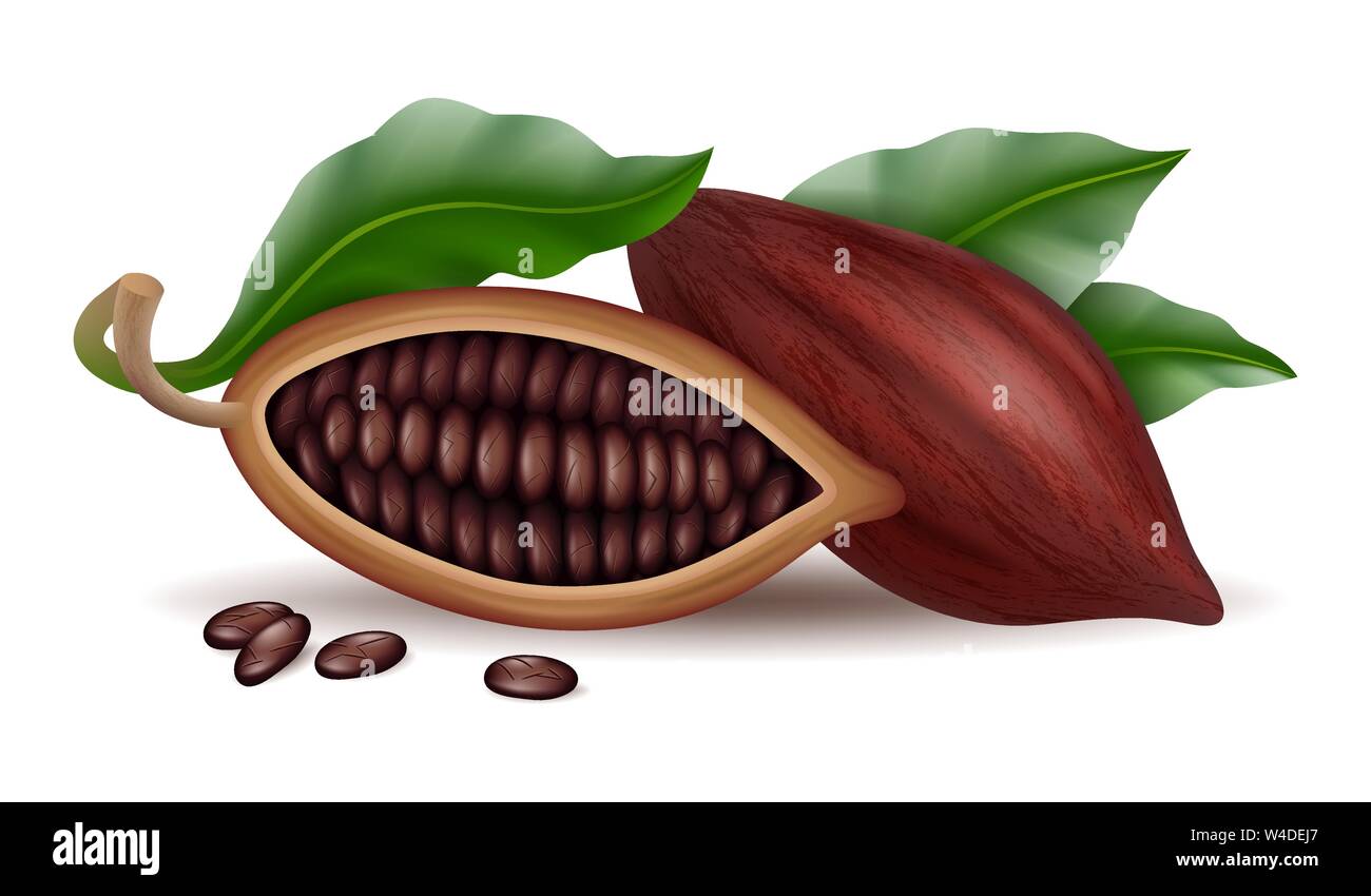 Realistic raw and dry cocoa thee pods, beans and branch with green leaf Stock Vector