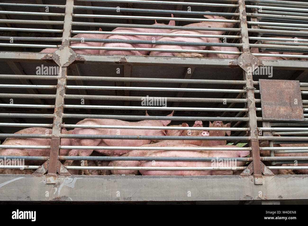 Pigs transported in a truck. Yucatan. Mexico Stock Photo