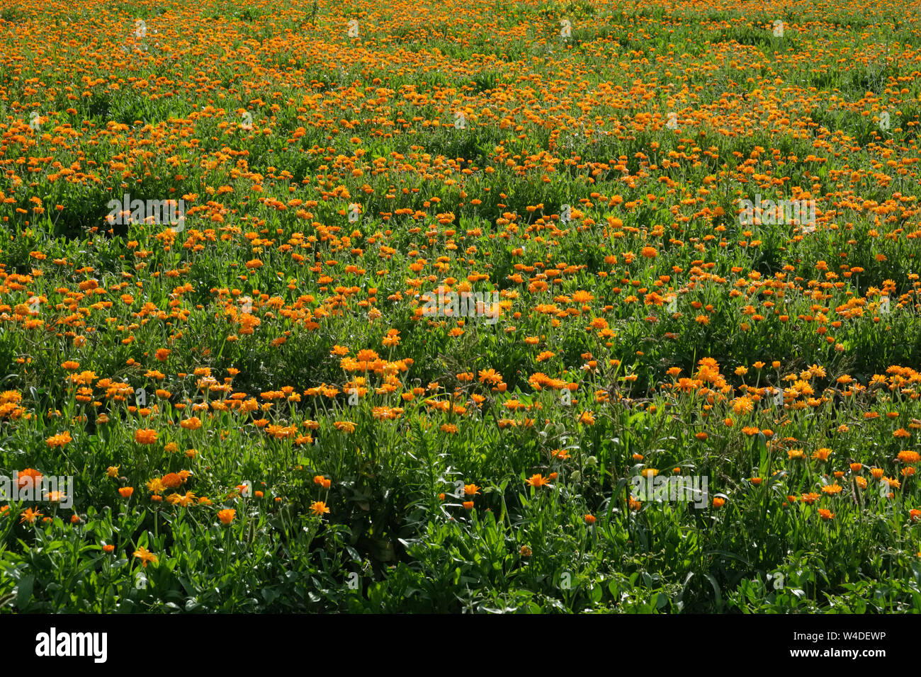 Orange calendula field. Healthy marigold flowers. Stock Photo