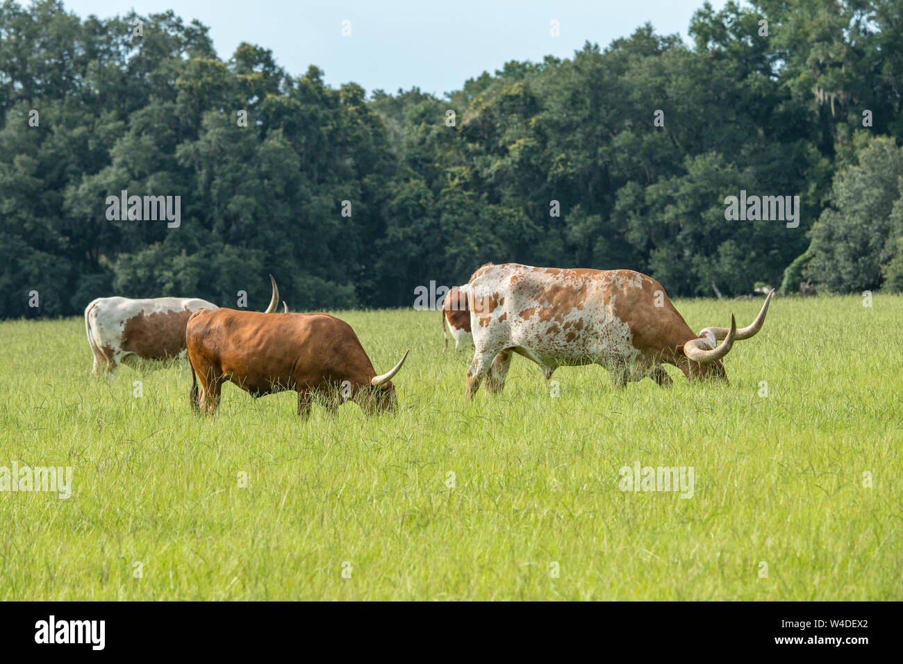 Longhorn beef cattle hi-res stock photography and images - Alamy