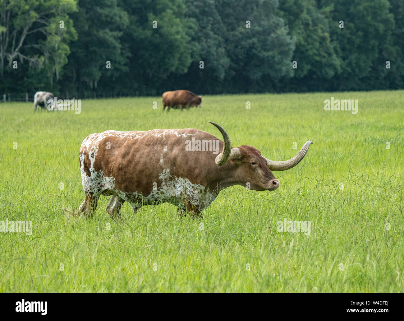 Longhorn cattle graze in lush tall grass pasture grass Stock Photo