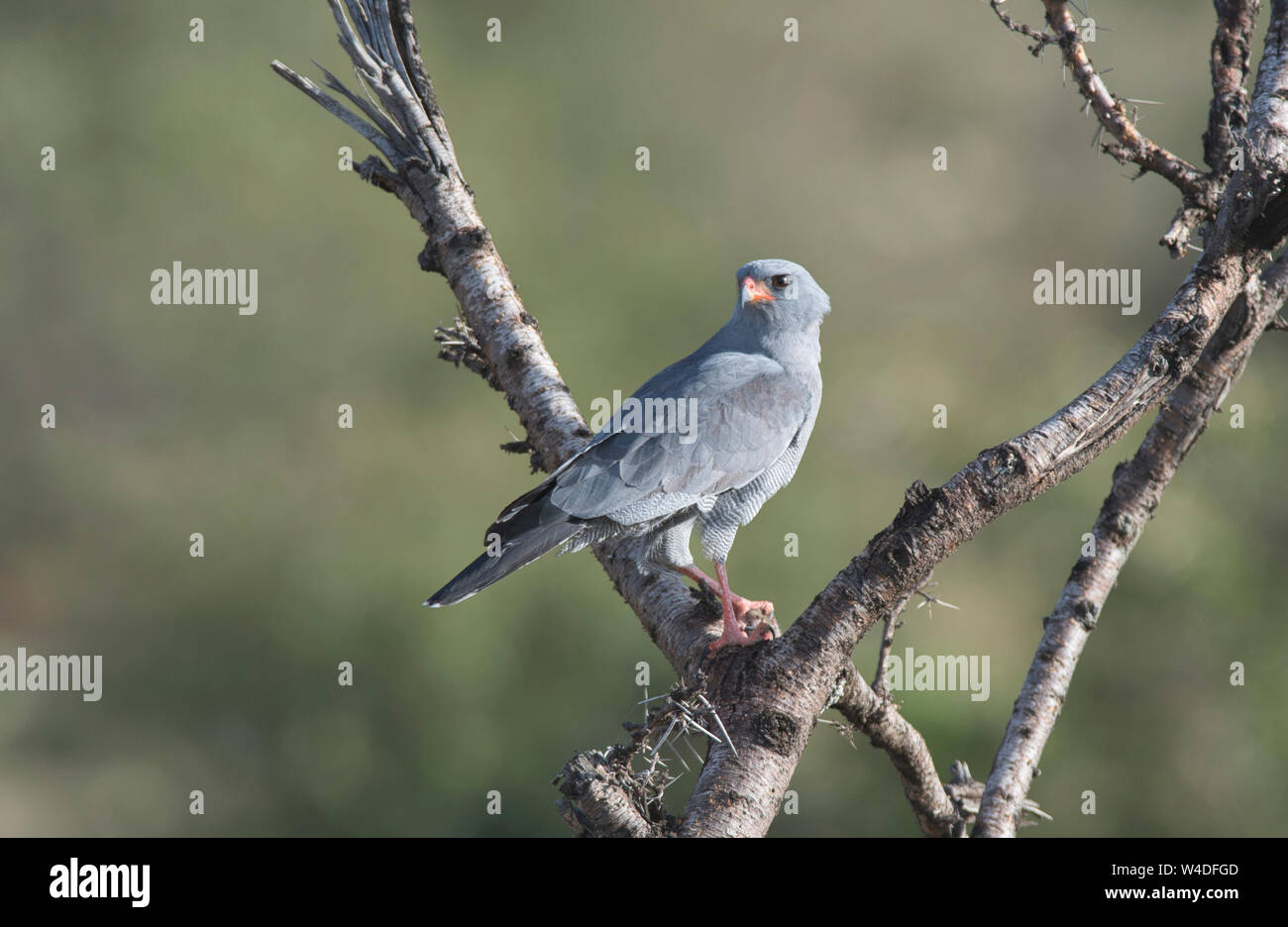Dark chanting goshawk (Melierax metabates). The bird has caught a rat, part of which can be seen in the claws at high magnification. Stock Photo