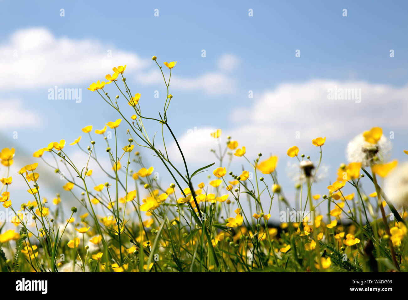 Flower meadow in the summer with blue sky from the mouse perspective Stock Photo