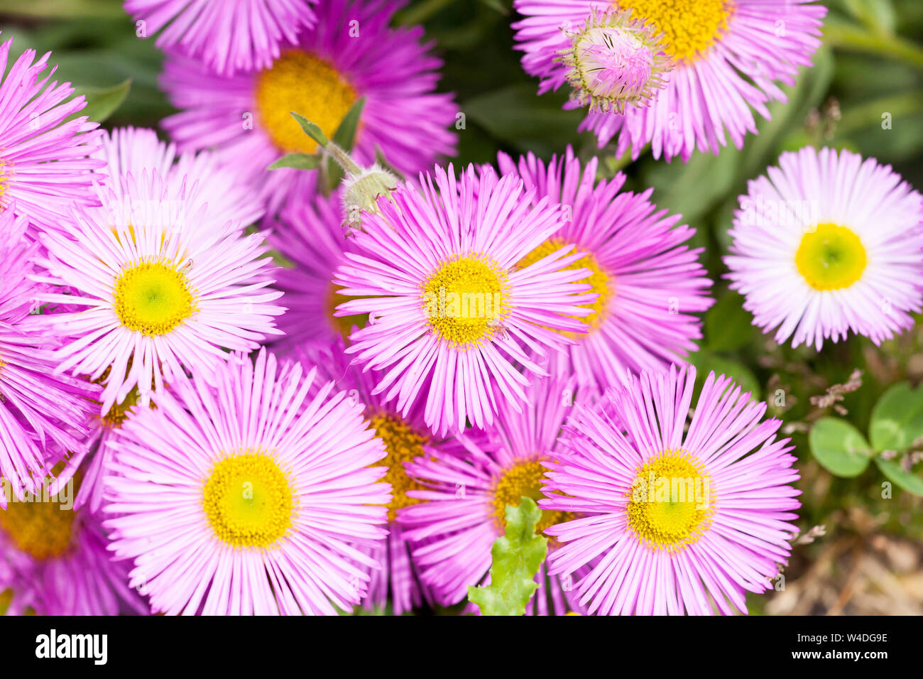 Mexican fleabane or Erigeron karvinskianus in flower. Pink with yellow heart in the daisy family (Asteraceae) Stock Photo
