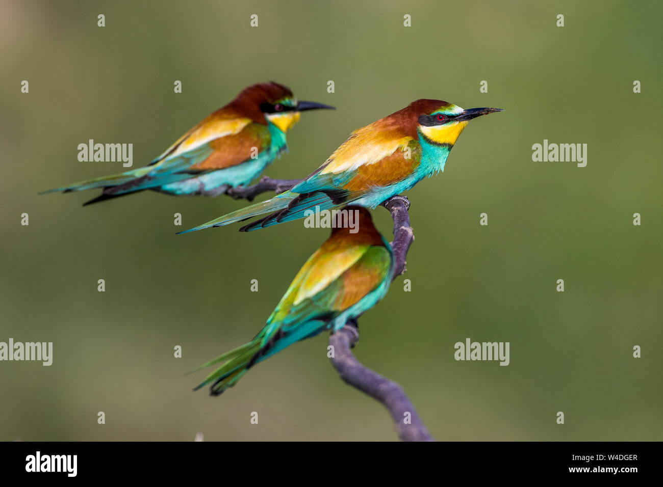 eurpean bee-eater, Bienenfresser (Merops apiaster) Stock Photo