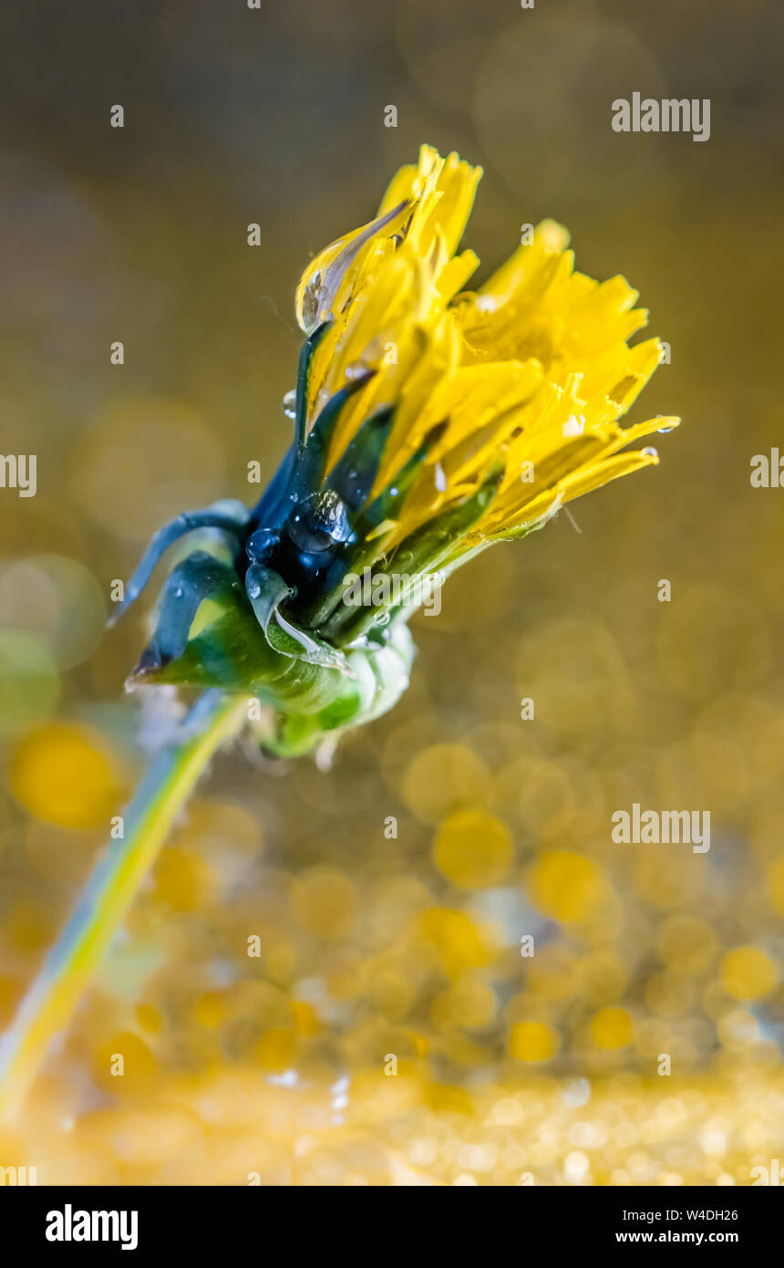 Australian spring water hi-res stock photography and images - Alamy
