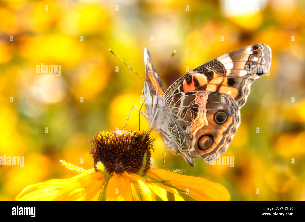 American Painted lady butterfly feeding on a Black-eyed Susan flower, with bright yellow floral background Stock Photo