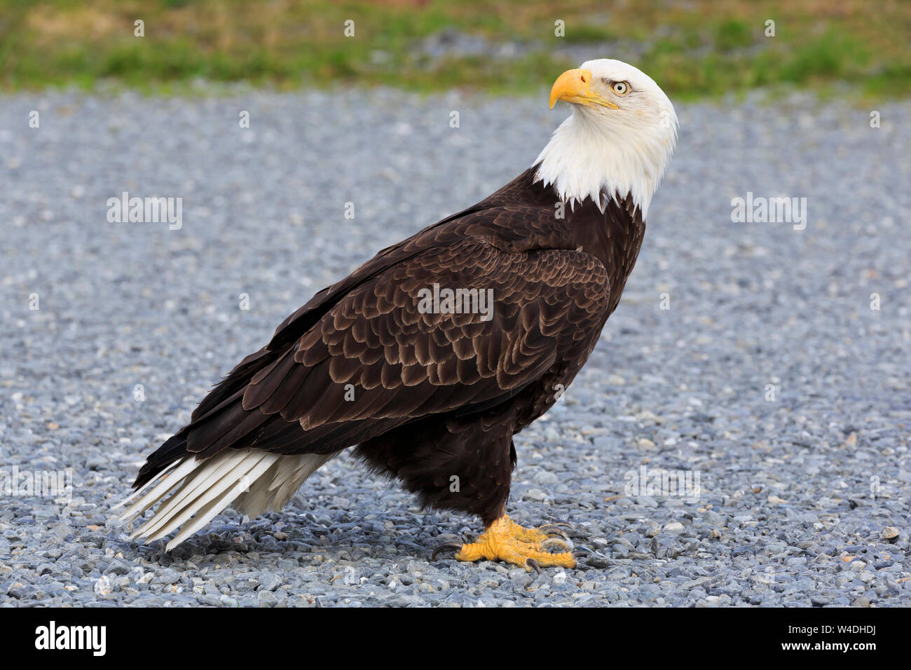 Bald Eagle, Valdez, Prince William Sound, Alaska, USA Stock Photo - Alamy