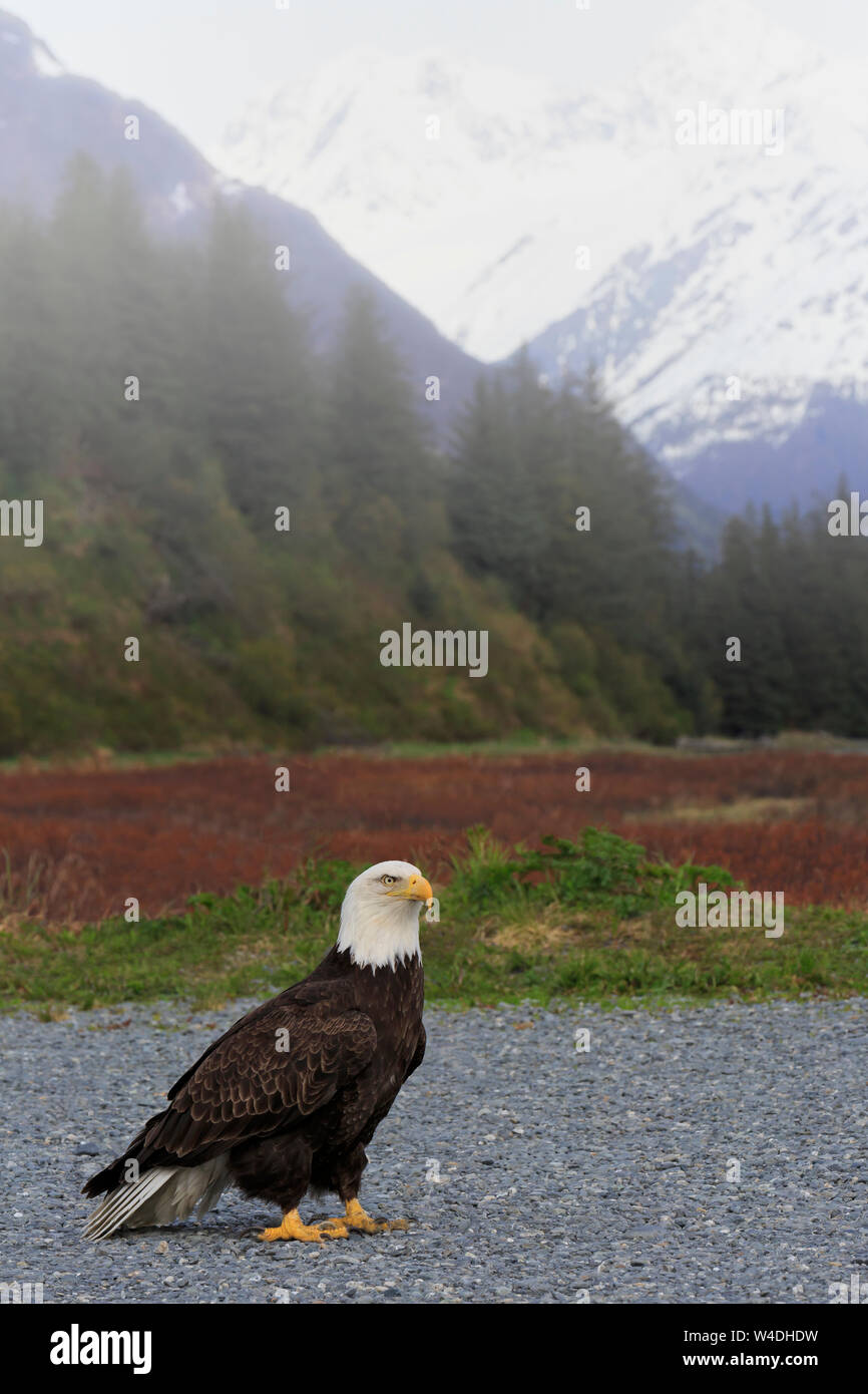 Bald Eagle, Valdez, Prince William Sound, Alaska, USA Stock Photo Alamy