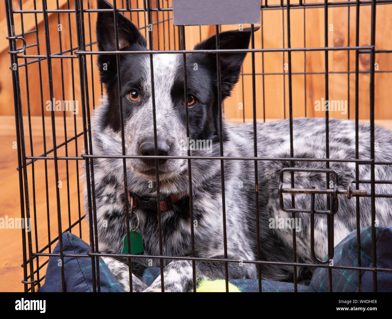 Beautiful black and white dog resting in a closed crate, looking confident and relaxed Stock Photo