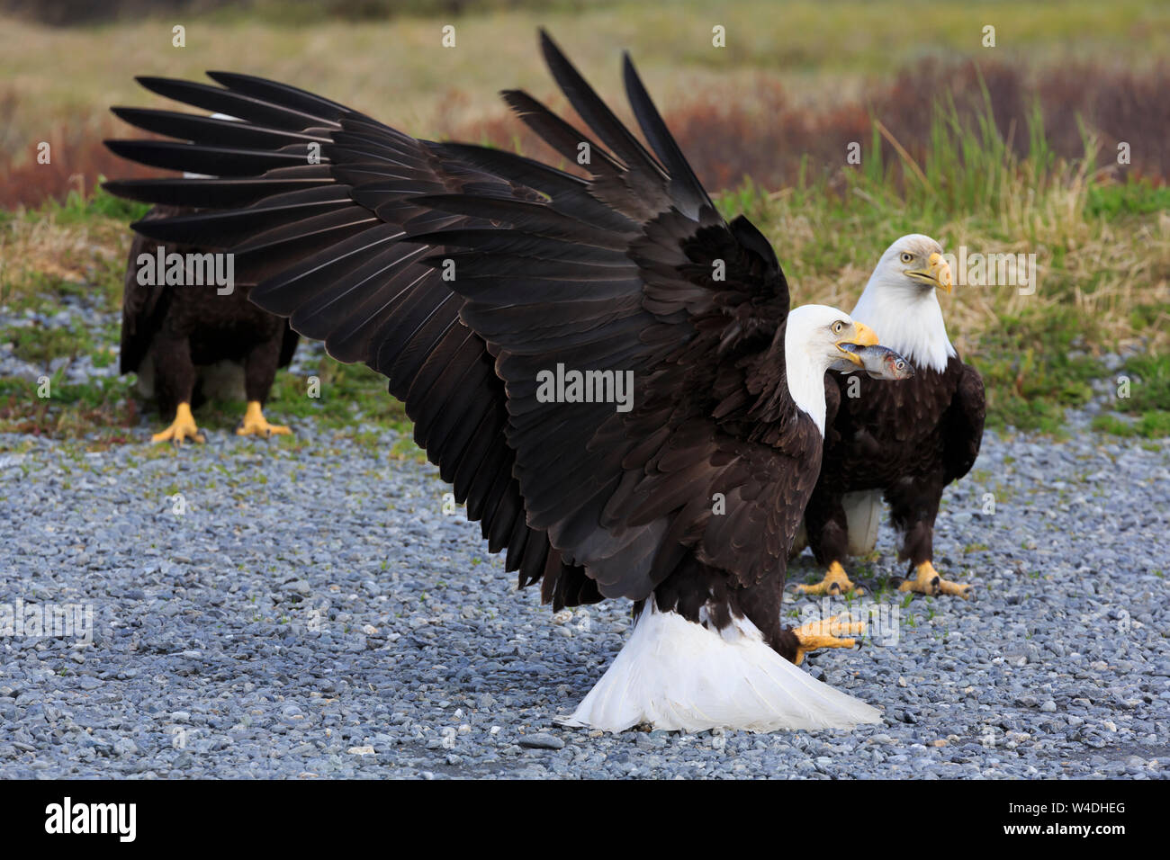 Bald Eagles, Valdez, Prince William Sound, Alaska, USA Stock Photo Alamy