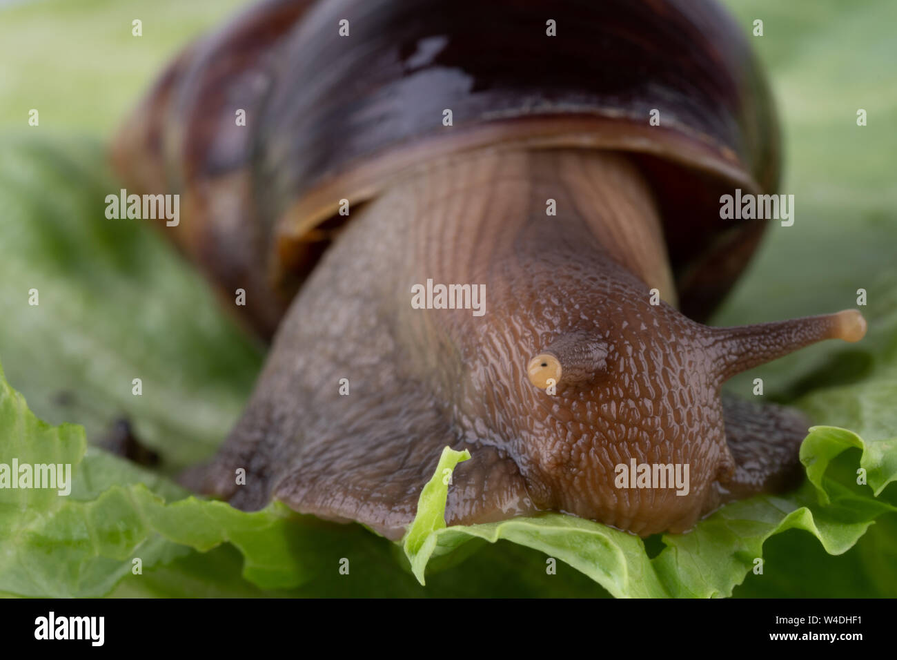 Giant African land snail Achatina fulica eating green salad, macro Stock Photo