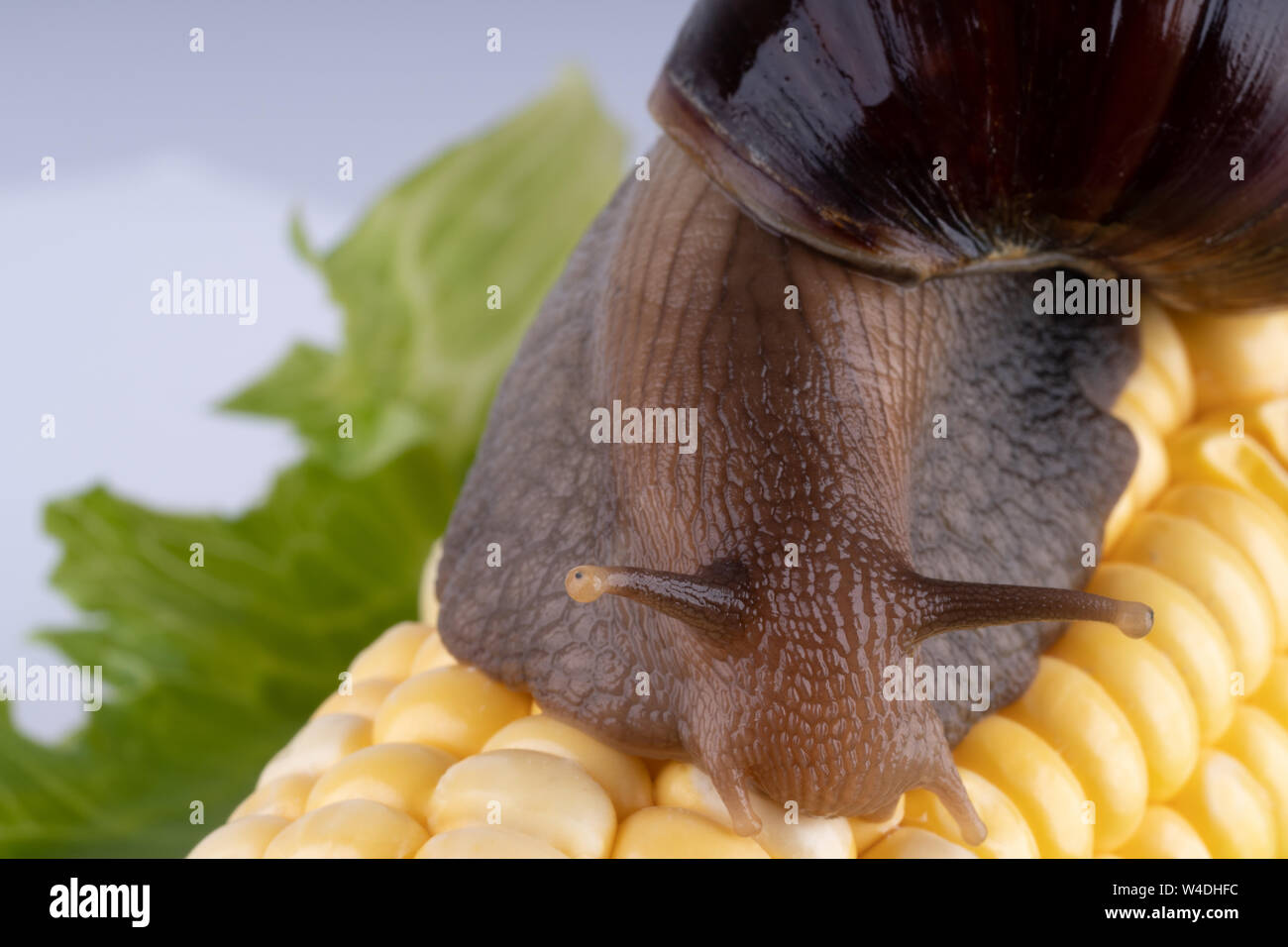 Giant African land snail Achatina fulica eating corn, macro Stock Photo