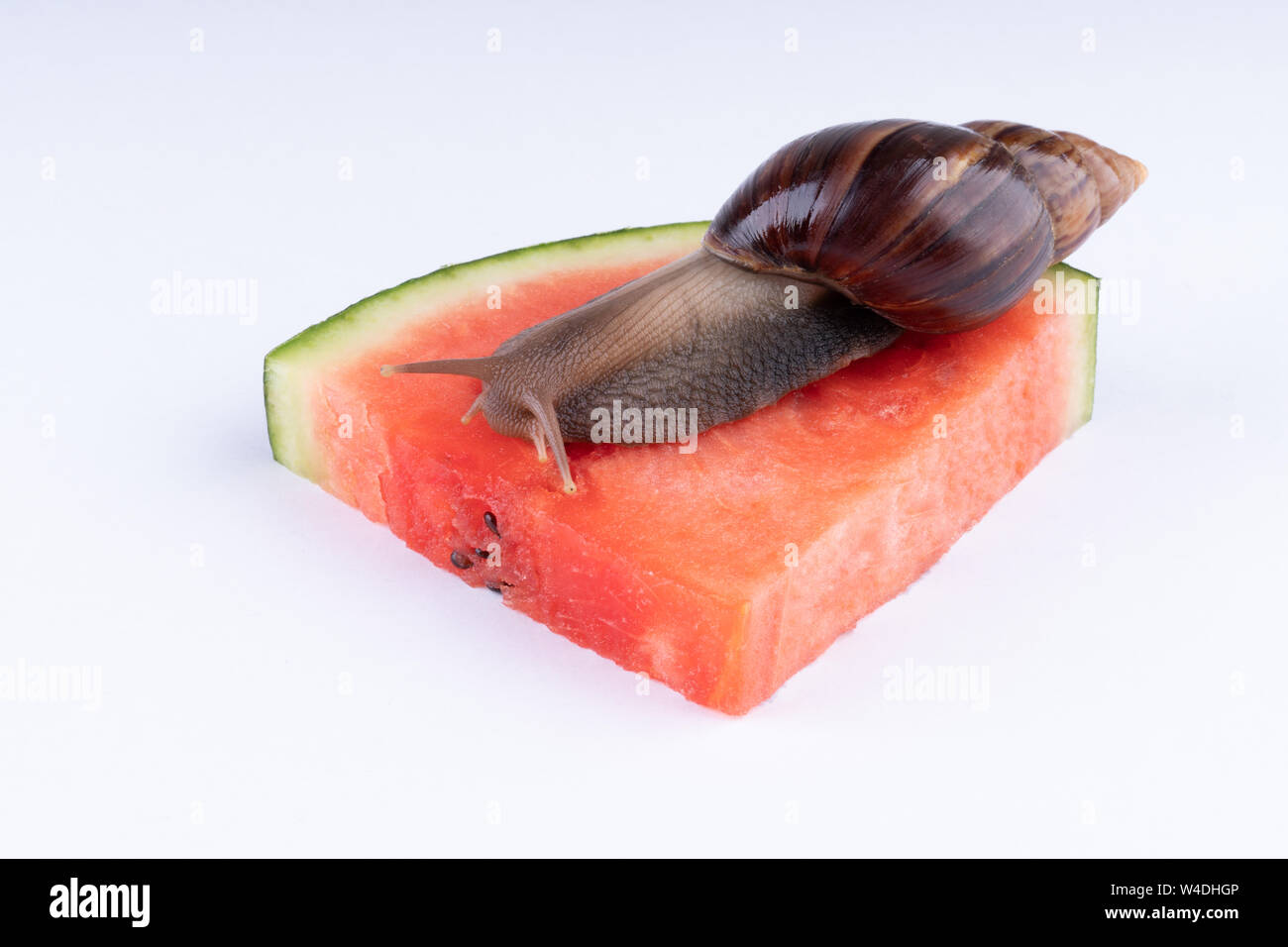 Giant African land snail Achatina fulica eating watermelon, on a white background, macro Stock Photo