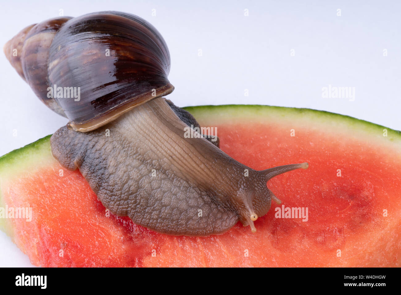 Giant African land snail Achatina fulica eating watermelon, on a white background, macro Stock Photo