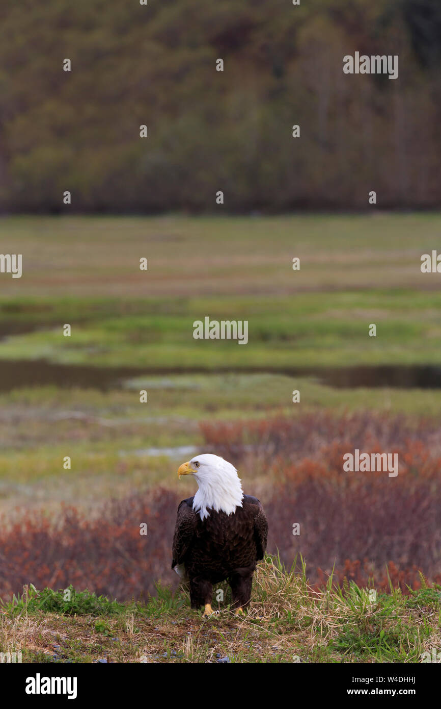 Bald Eagle, Valdez, Prince William Sound, Alaska, USA Stock Photo Alamy