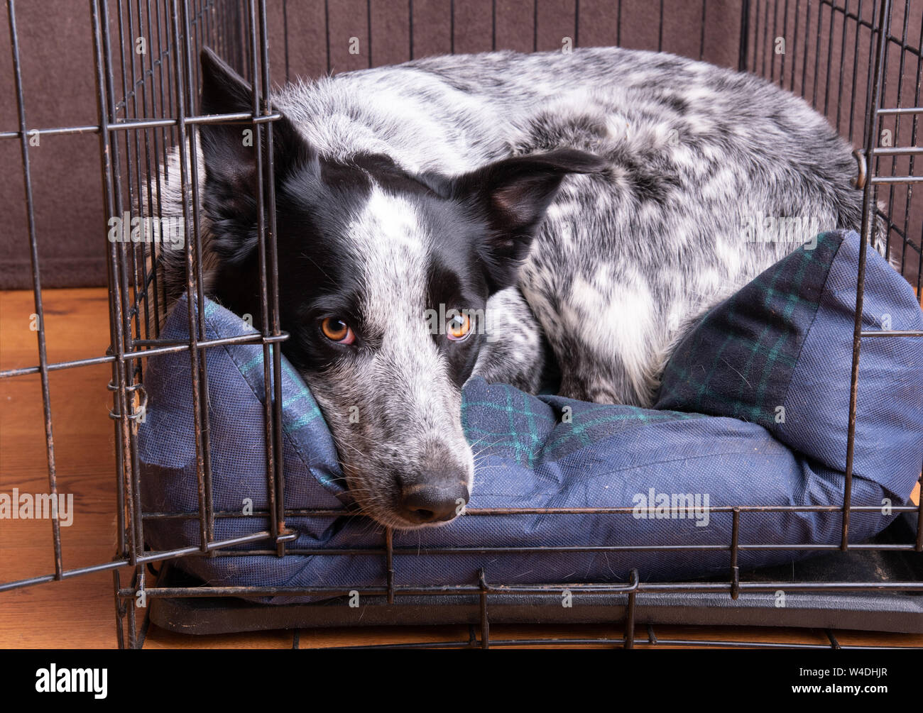 Dog resting in her crate, with door open so she can come and go as she pleases Stock Photo
