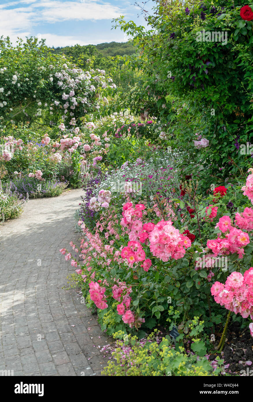 Rose garden in the summer at RHS Rosemoor gardens, Great Torrington, Devon, England Stock Photo