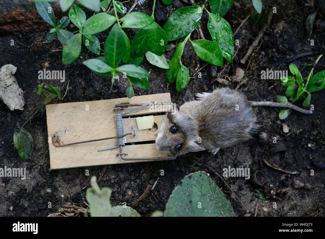 GERMANY, dead mouse in mouse trap with piece of cheese / Deutschland, tote Maus mit Käse in der Mausefalle Stock Photo