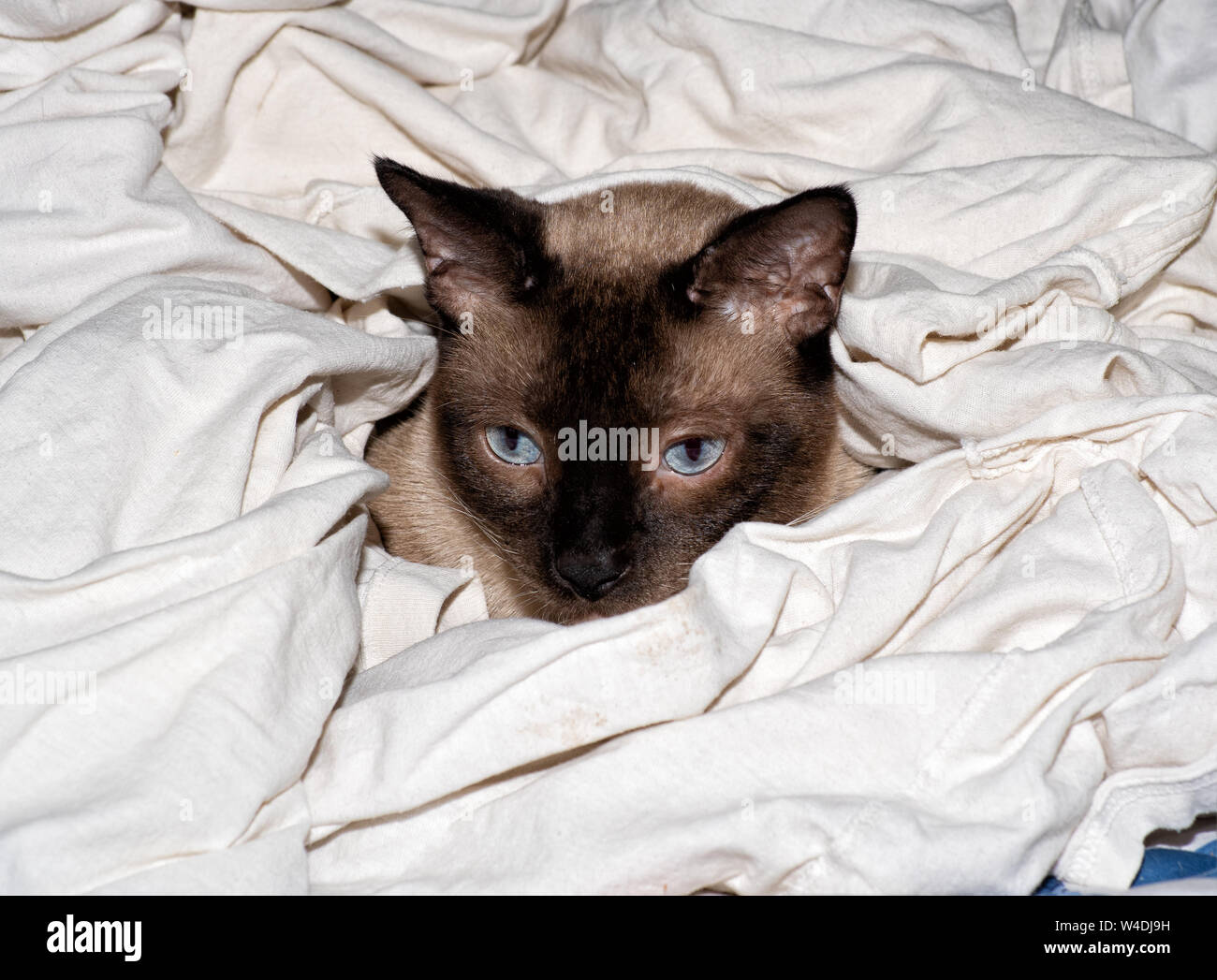 Chocolate point Siamese cat in a freshly washed pile of white shirts, Mom's best helper and supervisor Stock Photo