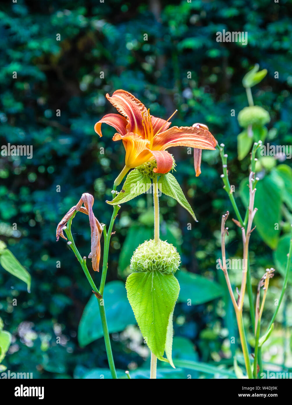 Diverse plants hi-res stock photography and images - Alamy