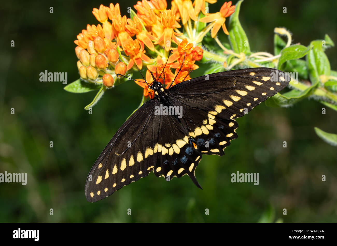 Male Eastern Black Swallowtail butterfly feeding on an orange Butterflyweed Stock Photo