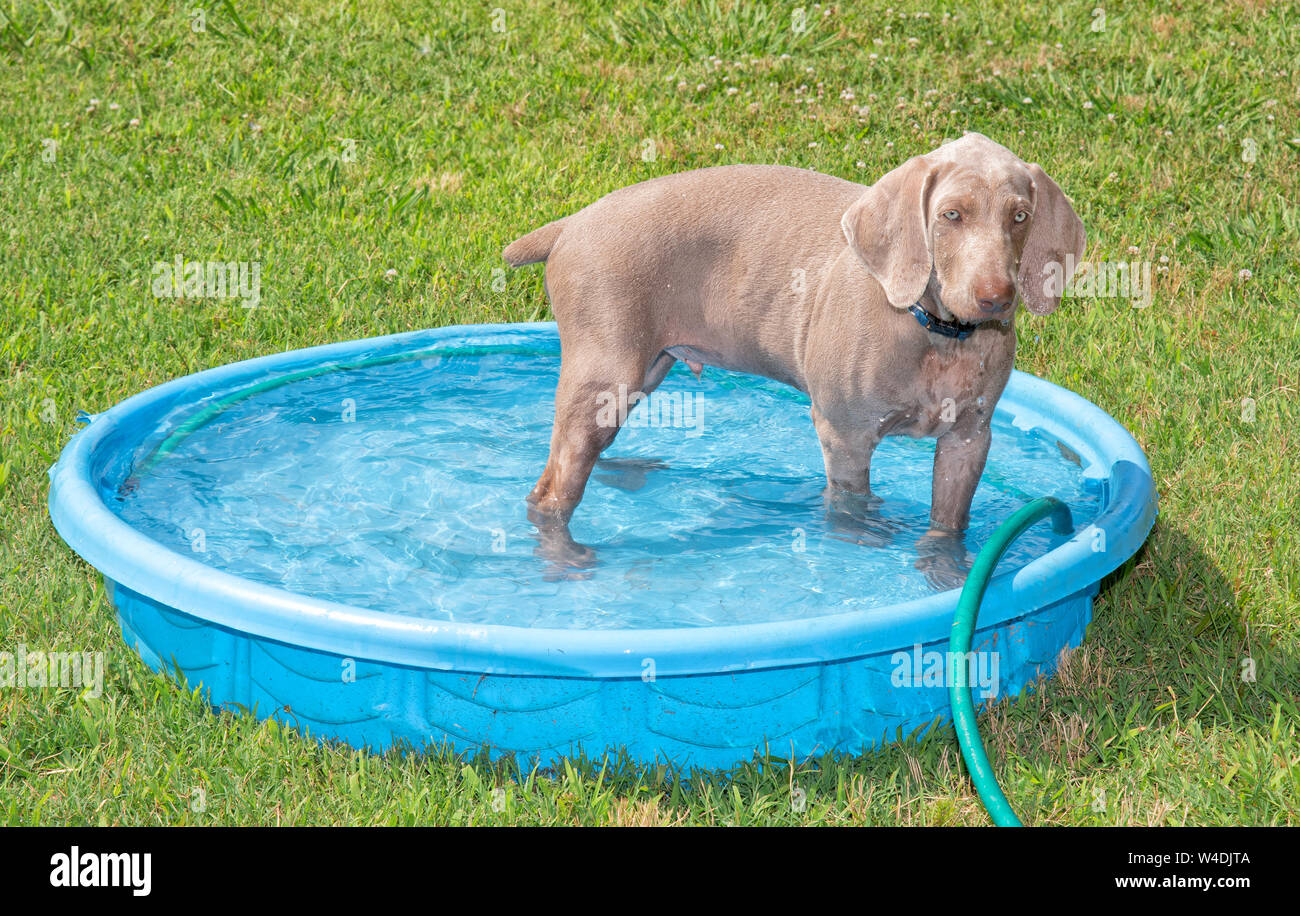 Weimaraner puppy cooling off in a shallow plastic pool on a hot