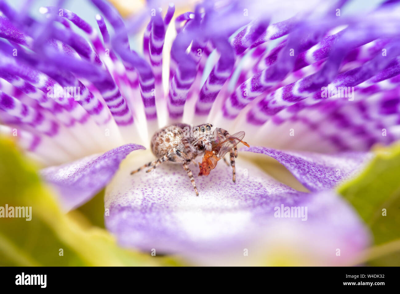 Beautiful female Peppered Jumper holding a fly, having lunch in a beautiful, quiet spot inside a Passionvine flower Stock Photo
