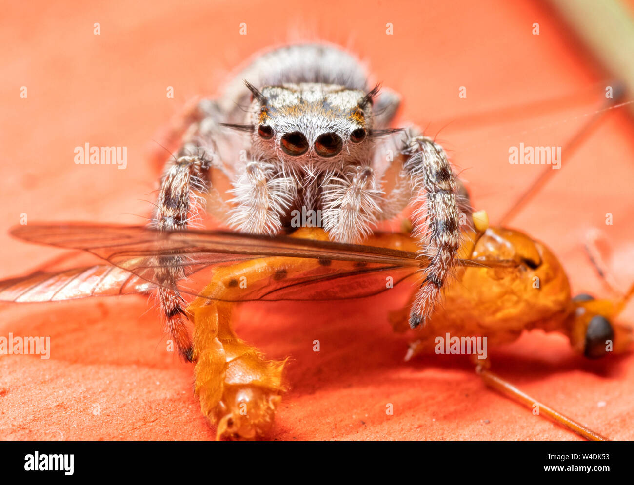 Immature Phidippus mystaceus jumping spider having lunch on a flying insect Stock Photo