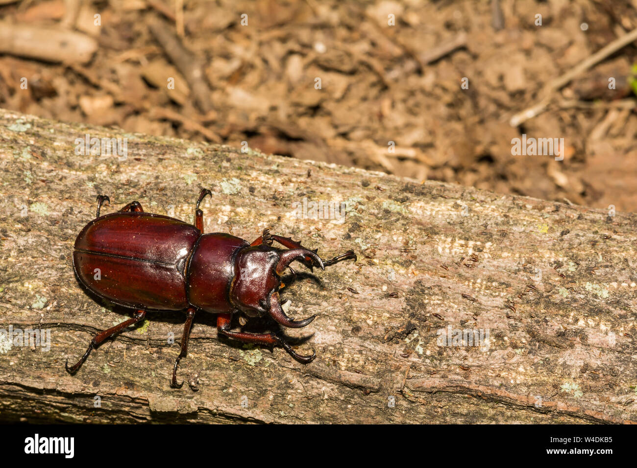Reddish-brown Stag Beetle (Lucanus capreolus) Stock Photo
