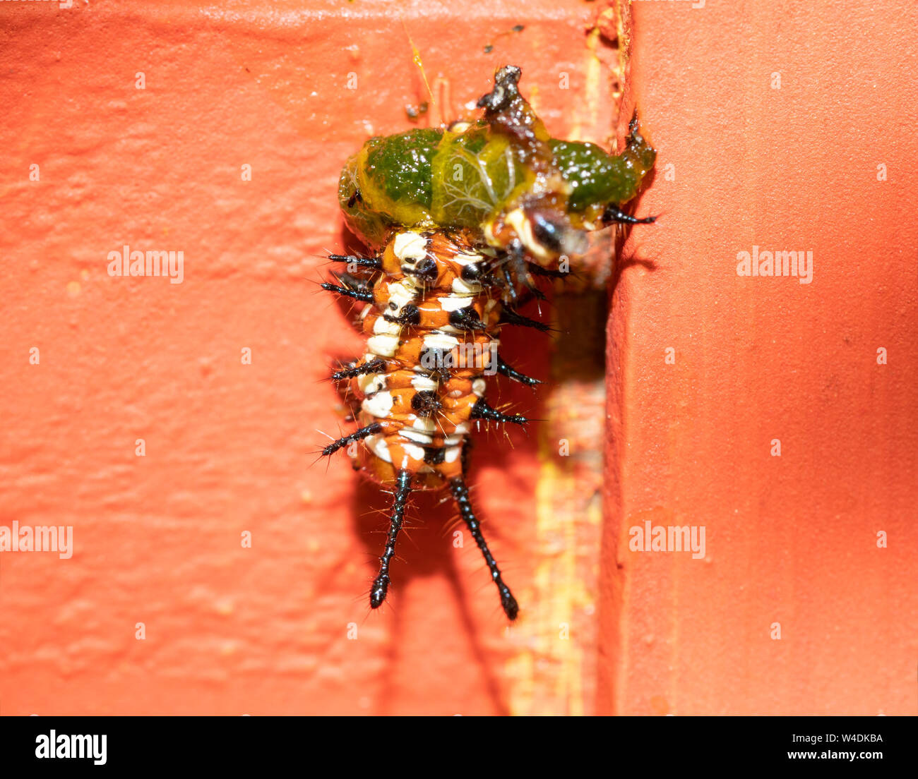 Variegated Fritillary butterfly caterpillar half eaten by a bird or other predator, hanging onto an orange trellis; concept of being part of circle of Stock Photo